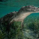 Crocodile Cuba
