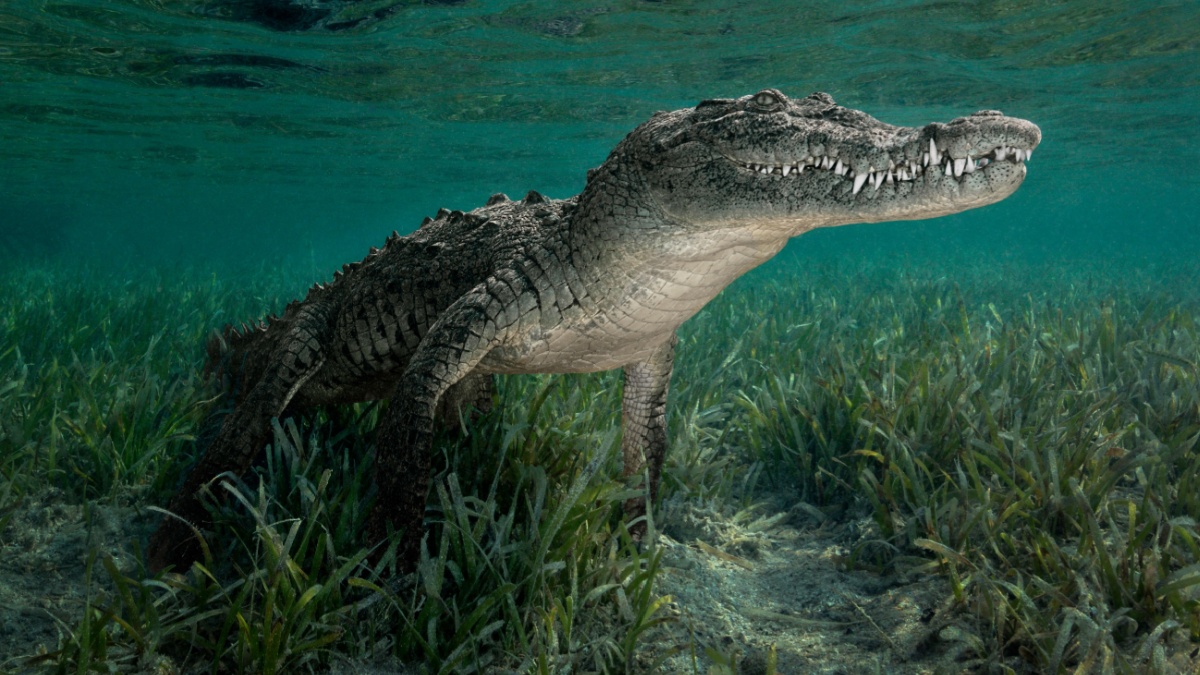 Crocodile Cuba