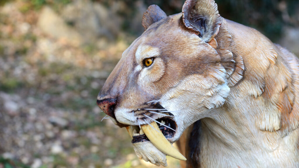 tigre à dent de sabre