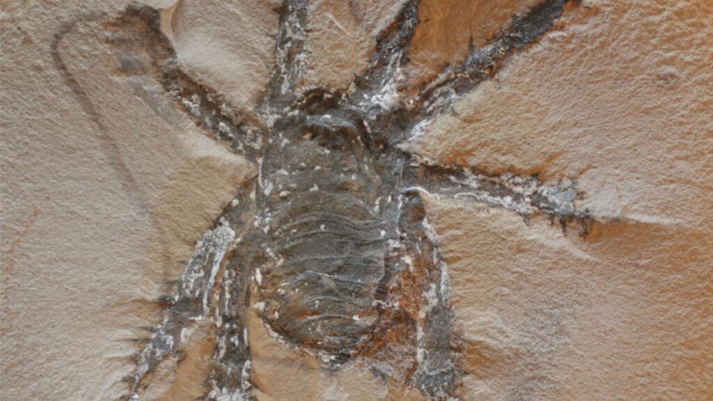 Fossile Araignee