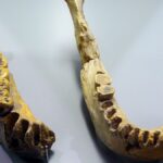 Homo Erectus machoire