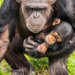 Maman Chimpanze