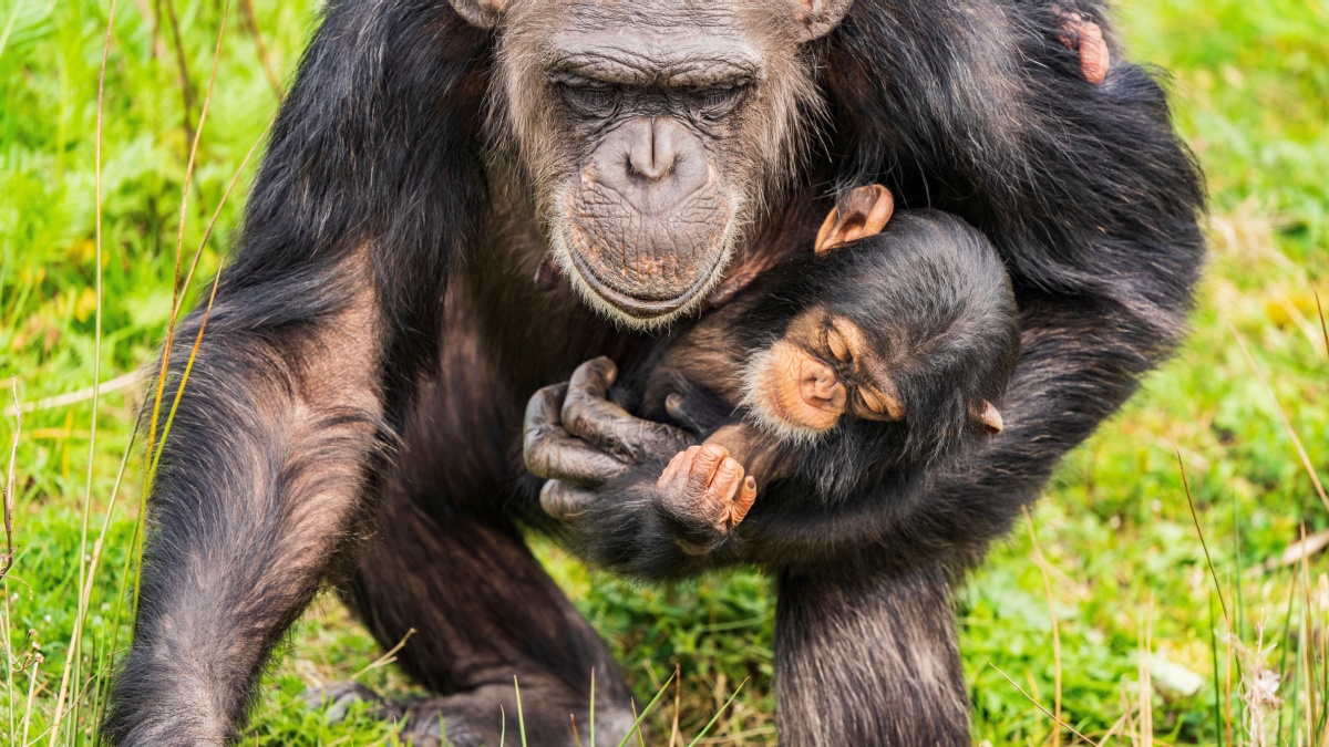 Maman Chimpanze