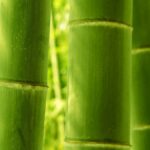 Materiau Bambou