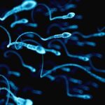 Microplastiques Testicules