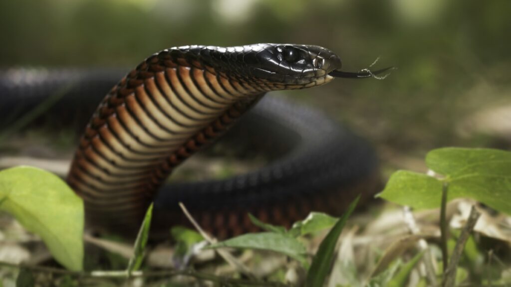 serpent venimeux