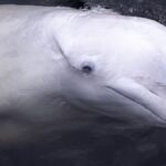 Beluga