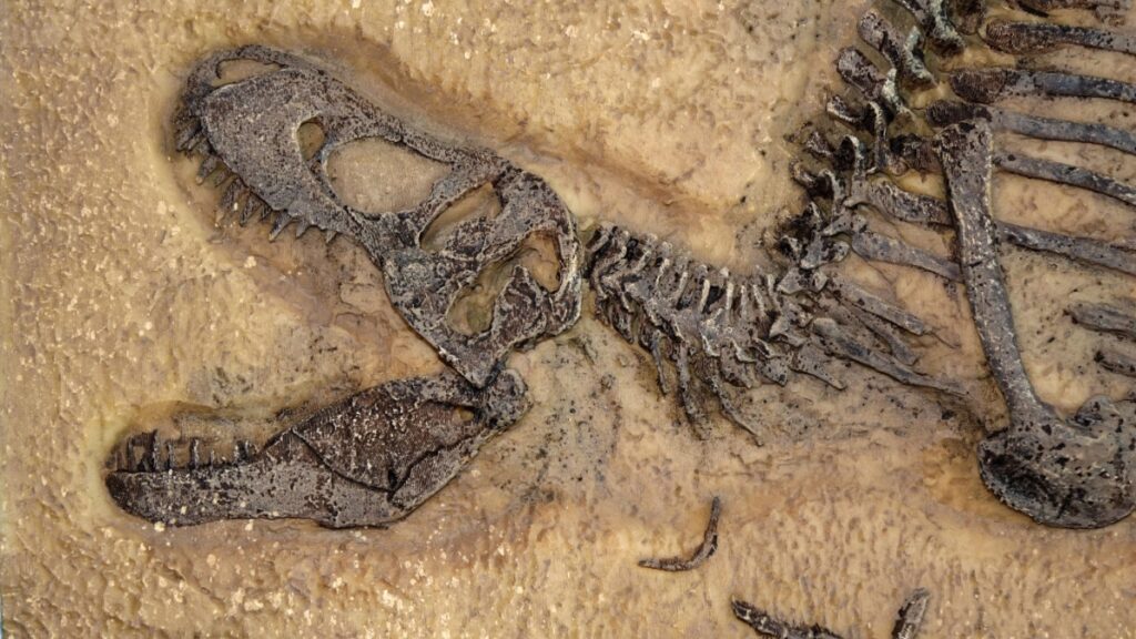 Fossile T. rex