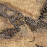 Fossile Trex