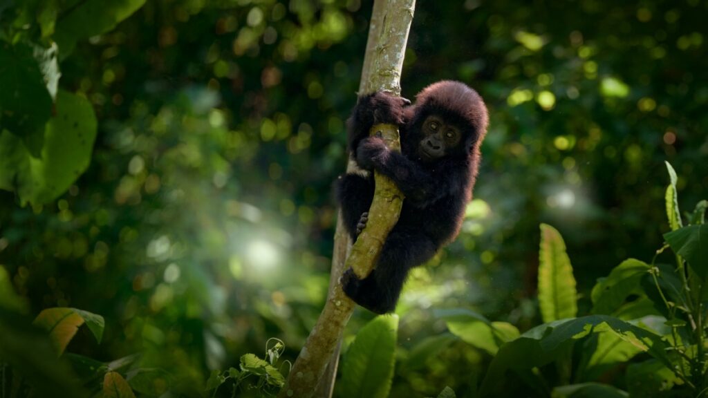 Cette espèce préhistorique de grand singe est la plus petite jamais ...