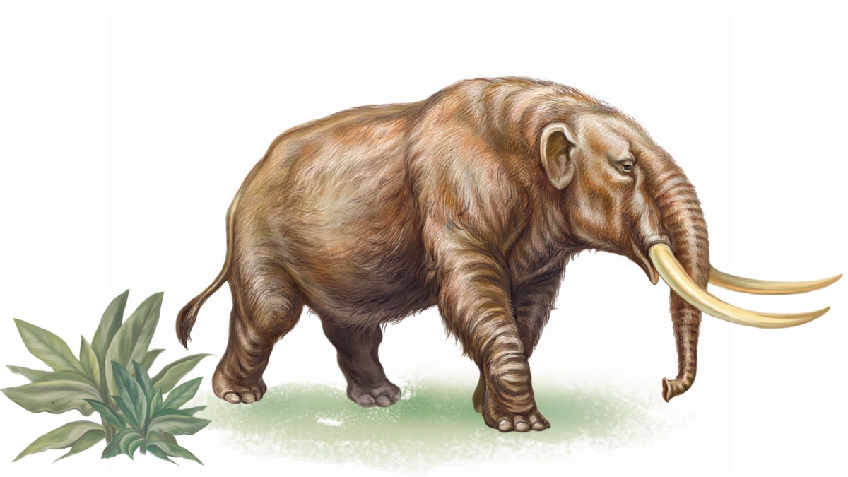 Mammouth Mastodonte