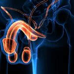 Microplastiques Penis