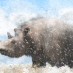 Rhinoceros Laineux