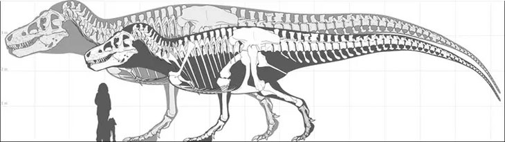 Une nouvelle étude suggère que le T. rex était encore plus imposant qu’on l’imaginait ! Par Yann Contegat  Taille-t-rex