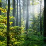 Arbre Rechauffement Climatique