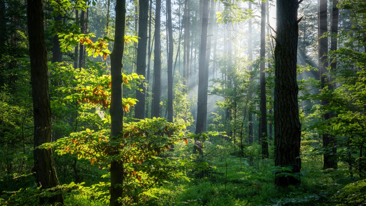 Arbre Rechauffement Climatique