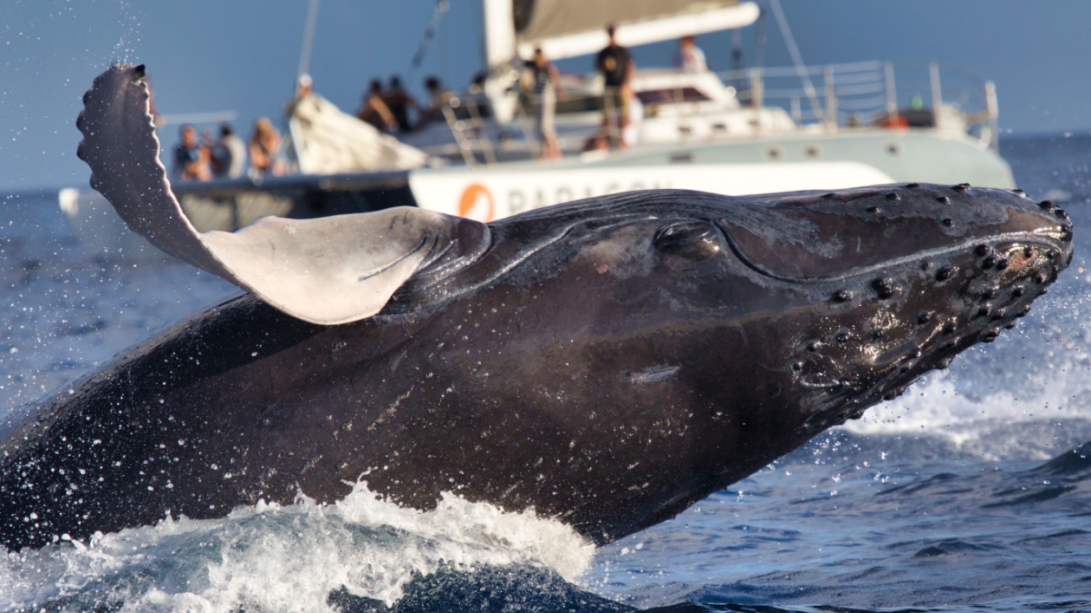 Baleine Bateau