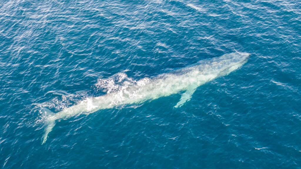 Baleine Bleue