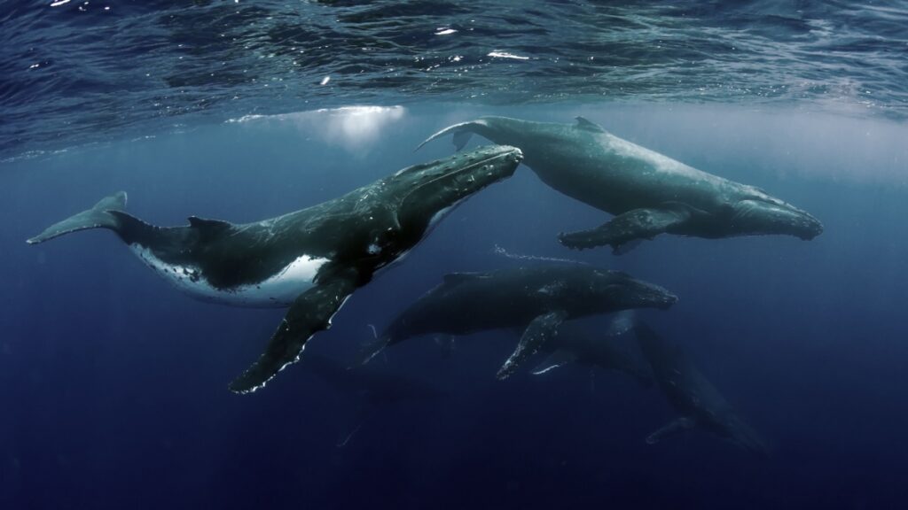 Baleines