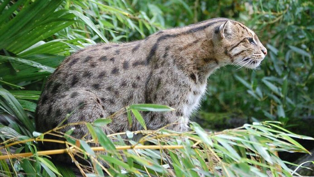 Chat Pecheur