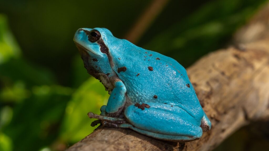 Grenouille Bleue