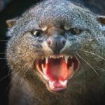 Jaguarondi Felin