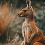 Marsupiaux Australie