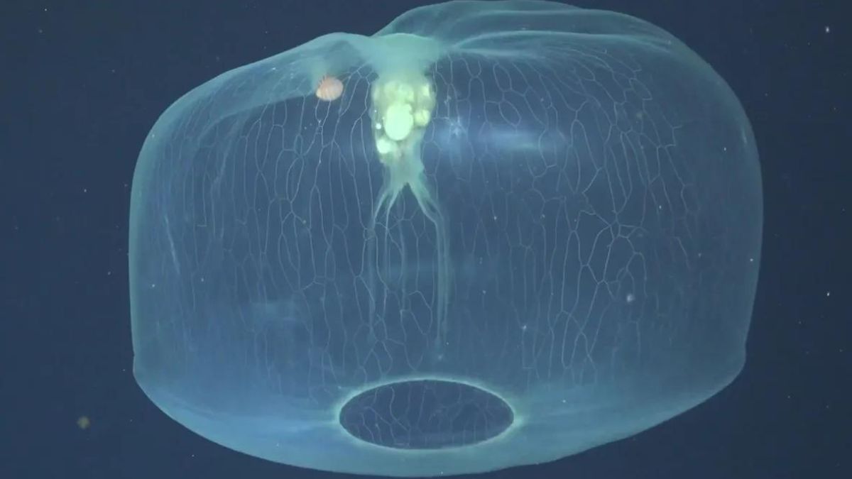 Meduse Isopode