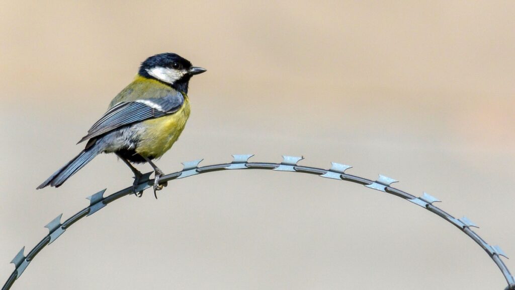 Oiseaux Tchernobyl