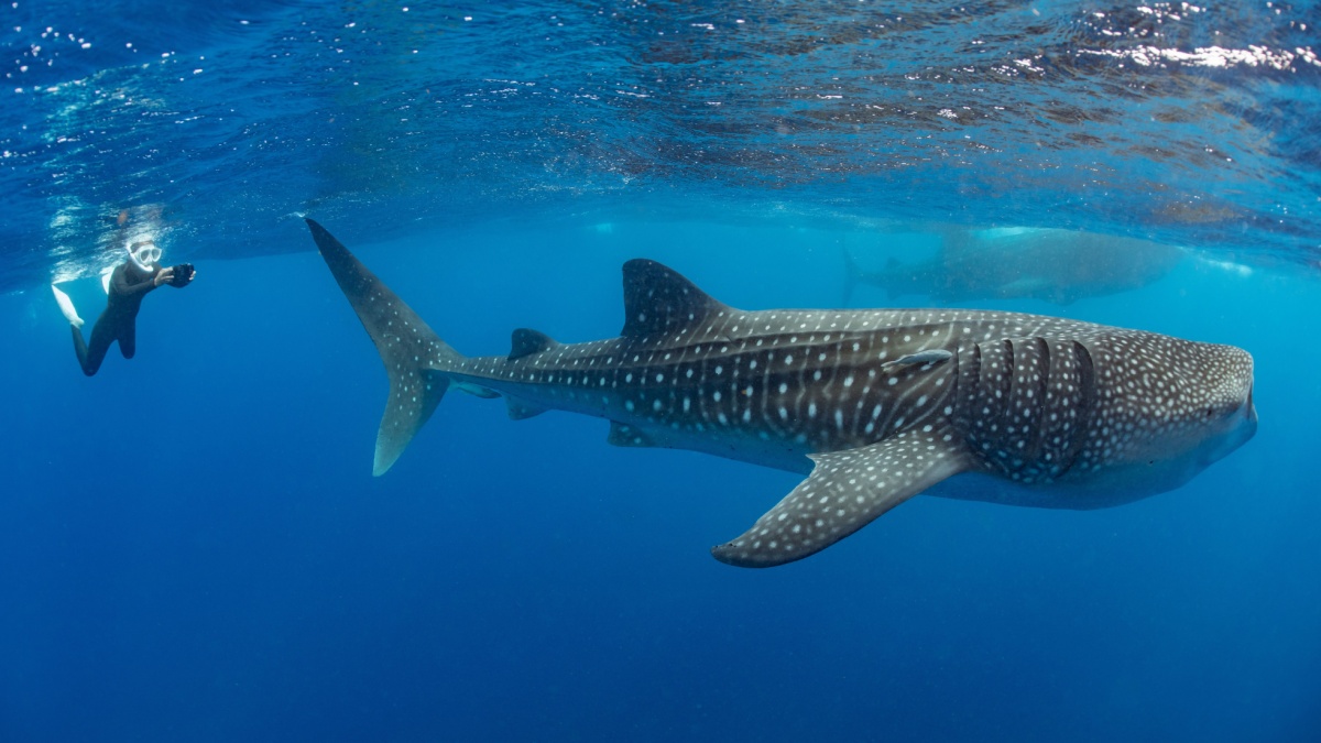 Requin Baleine