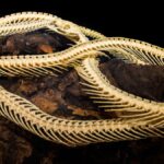Serpent Fossile