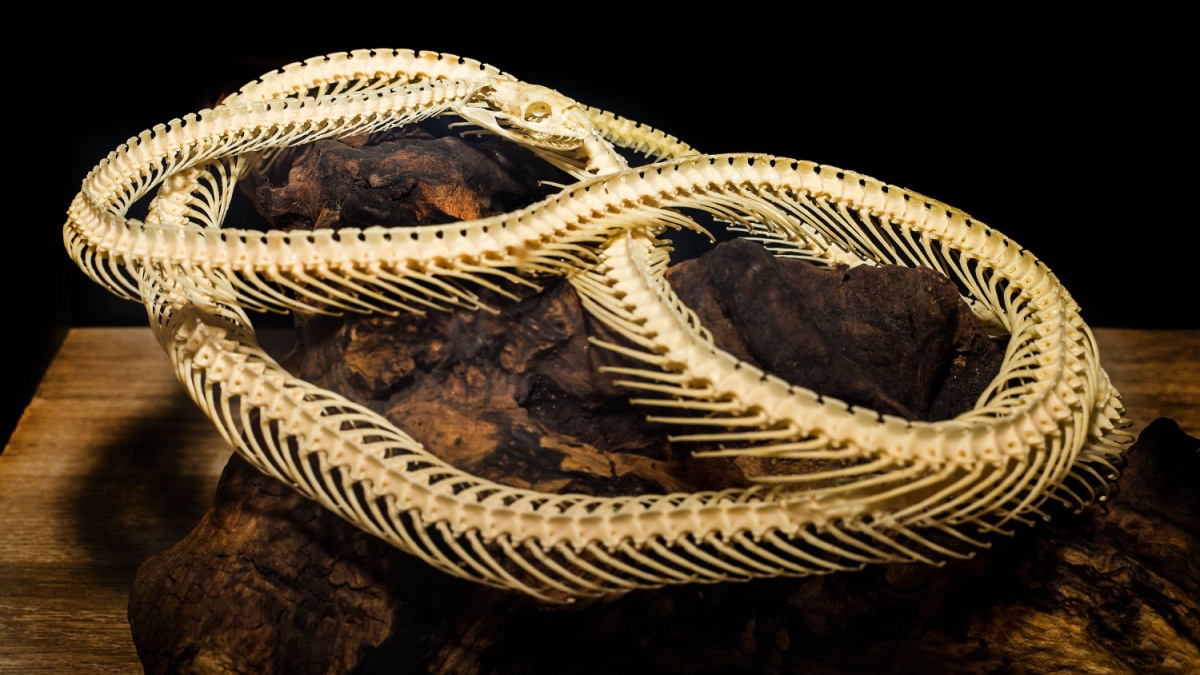 Serpent Fossile