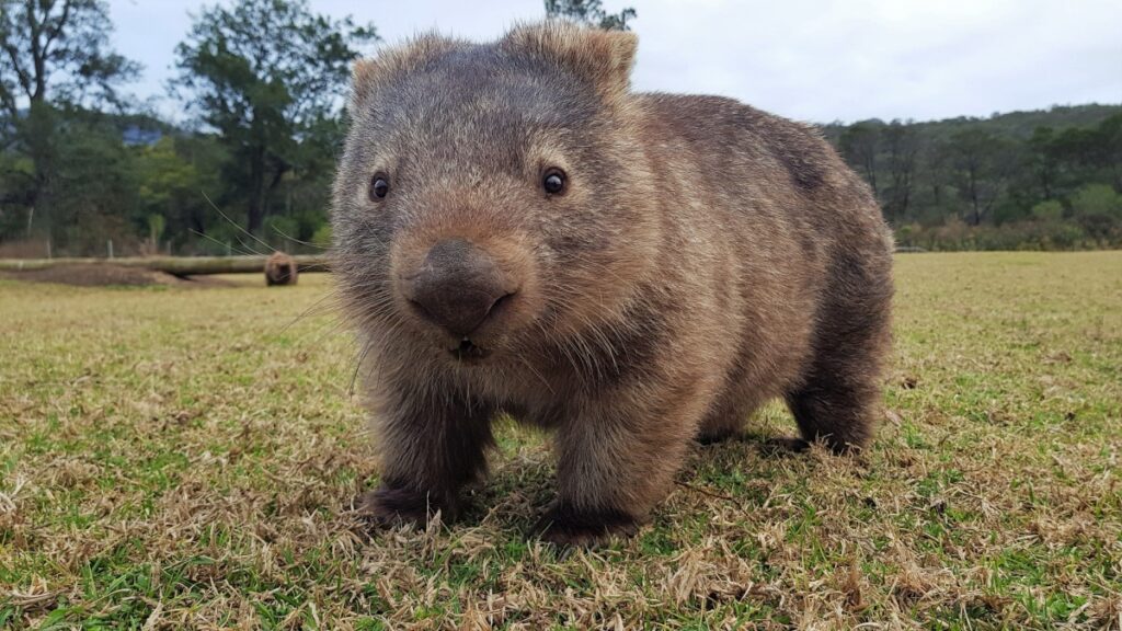 Wombat