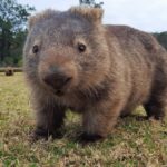 Wombat