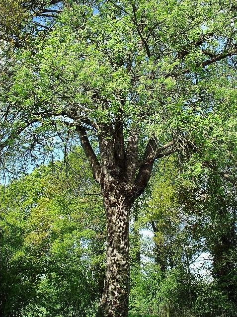 Cormier Arbre