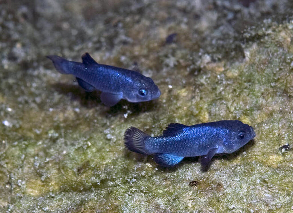 Cyprinodon Diabolis