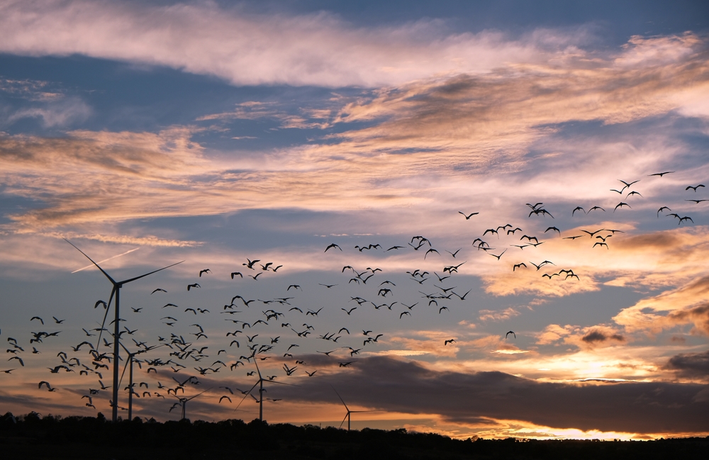 Voici pourquoi les oiseaux ne voient jamais les éoliennes ! Par Camille Oiseau-eolienne