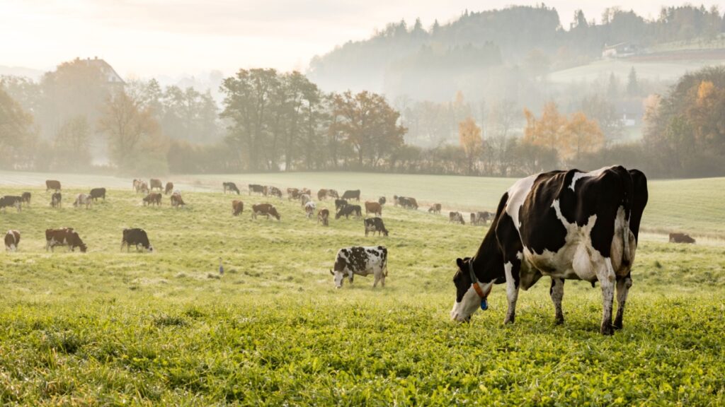 Alimentation Climat