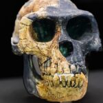 Ardipithecus Ramidus