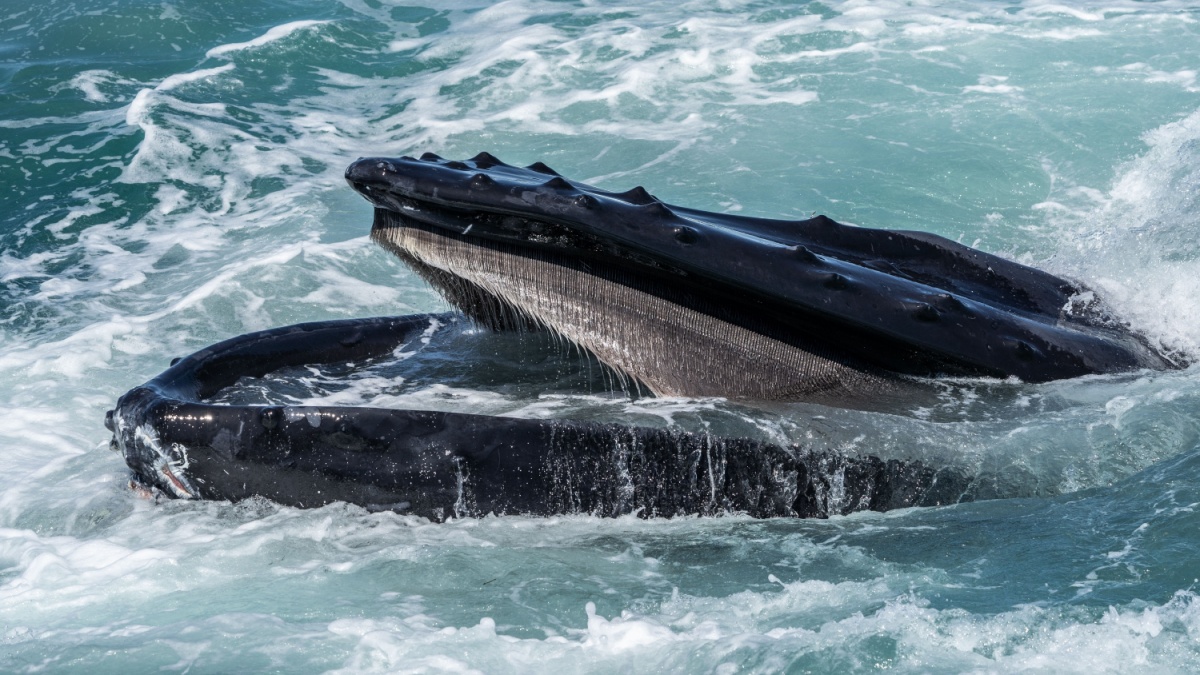 Baleine Nageoire