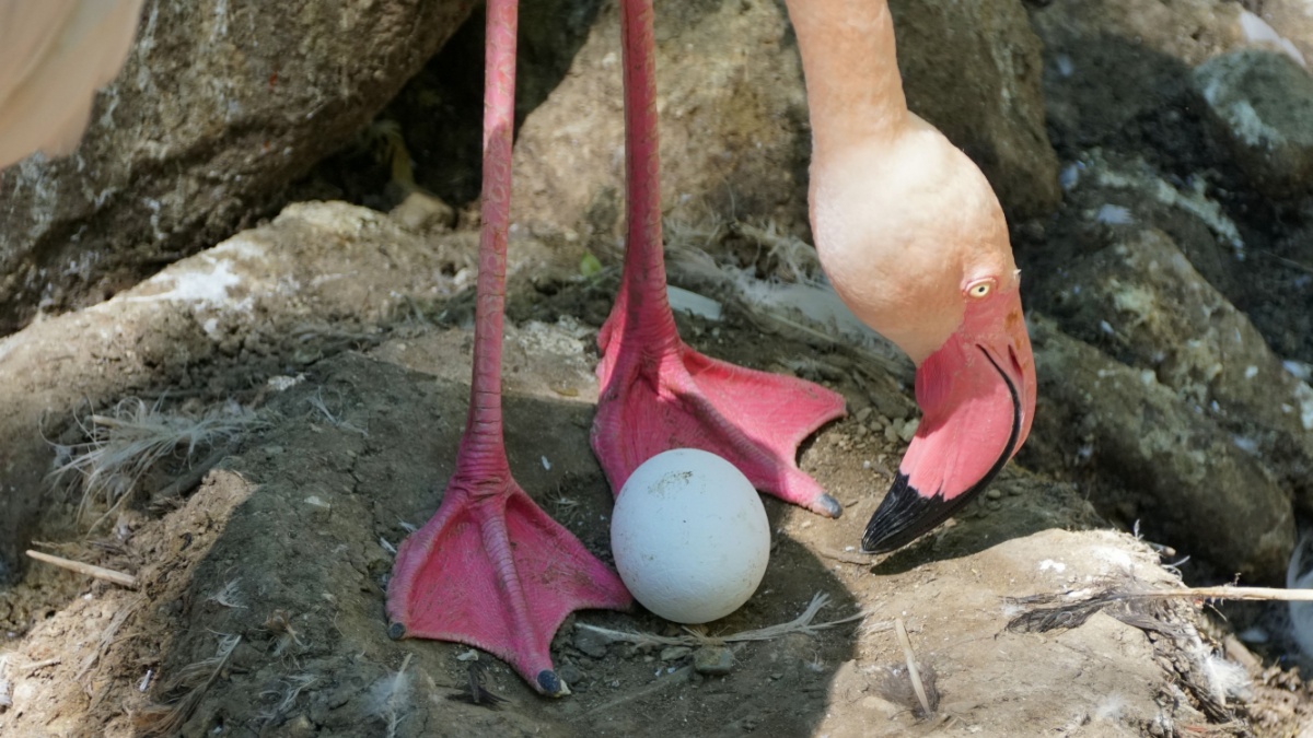 Flamant Rose