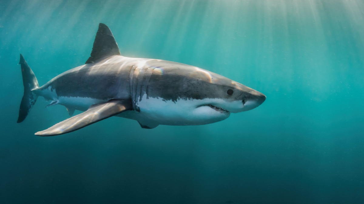 Grand Requin Blanc