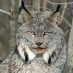 Lynx Canada
