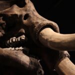 Mastodonte Squelette