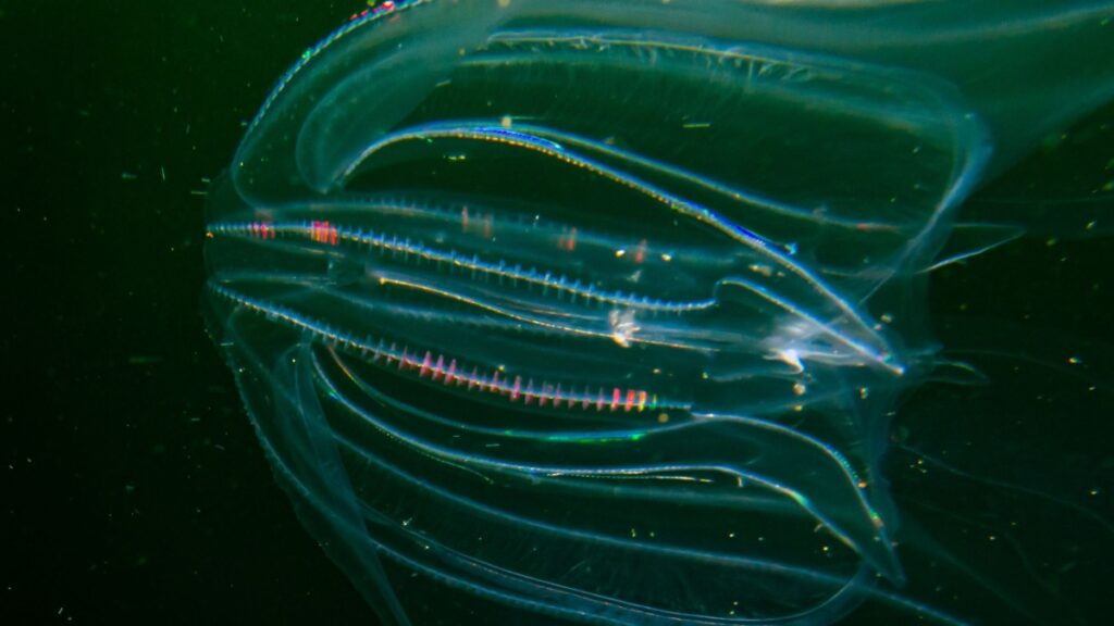 Meduse