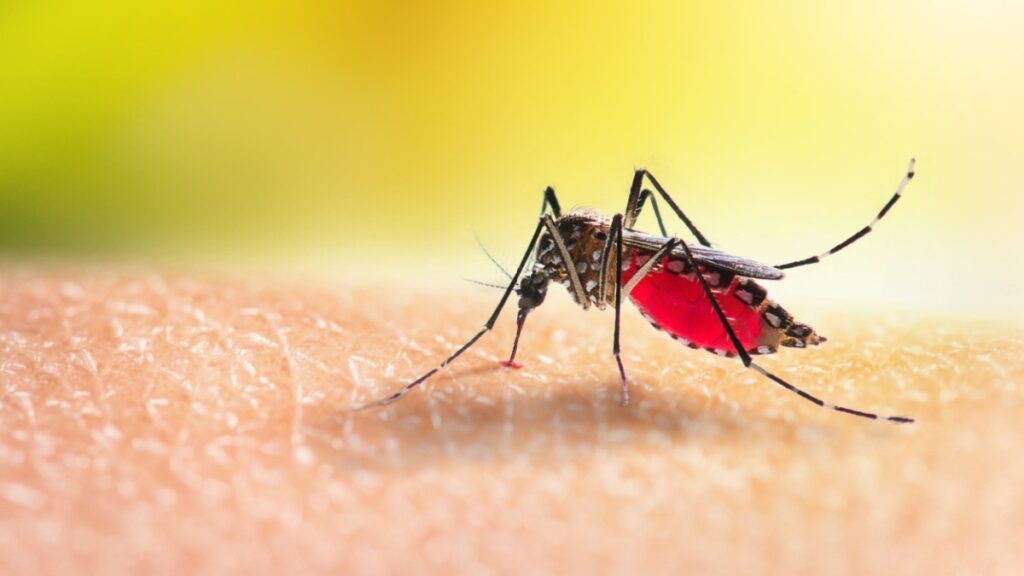 Des bactéries cutanées génétiquement modifiées comme répulsif à long terme contre les moustiques ! Par Yann Contegat Une-moustiques-bacteries-1024x576