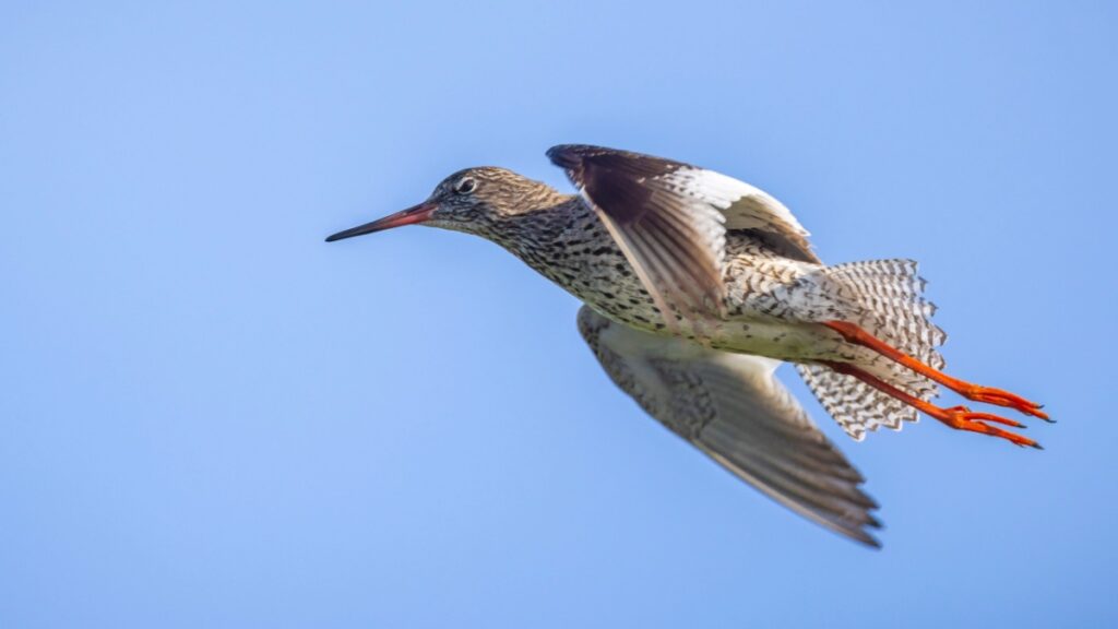 Voici pourquoi les oiseaux ne voient jamais les éoliennes ! Par Camille Une-oiseaux-eolienne-1024x576