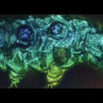 Tardigrade