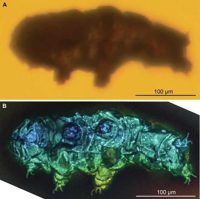 Tardigrade