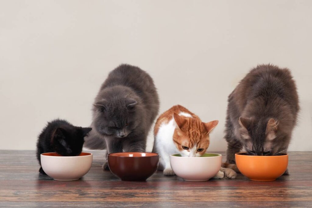 alimentation des chats